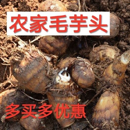 平邑县 山东 现挖毛芋头