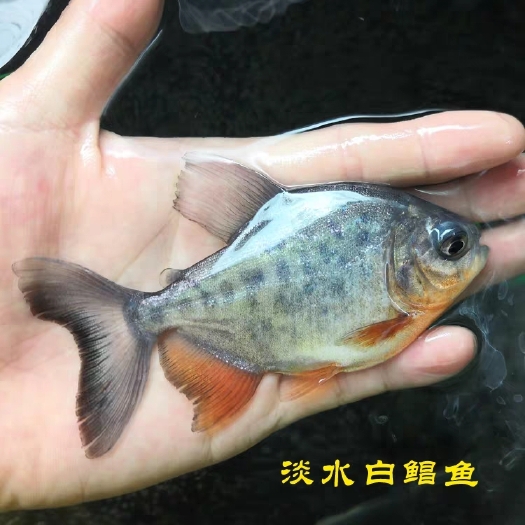 衡阳鲳鱼鱼苗 昌鱼苗 白鲳鱼苗 红鲳鱼苗 淡水白鲳鱼苗