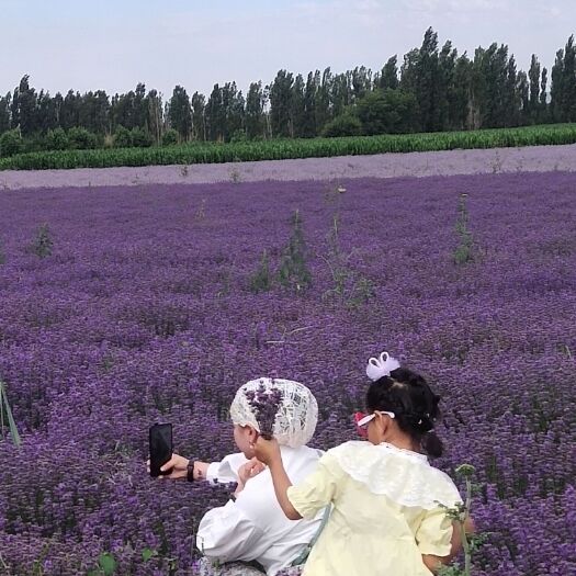 霍城县新疆伊犁薰衣草 薰衣草
