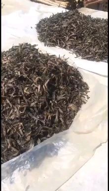 德庆县广地龙 