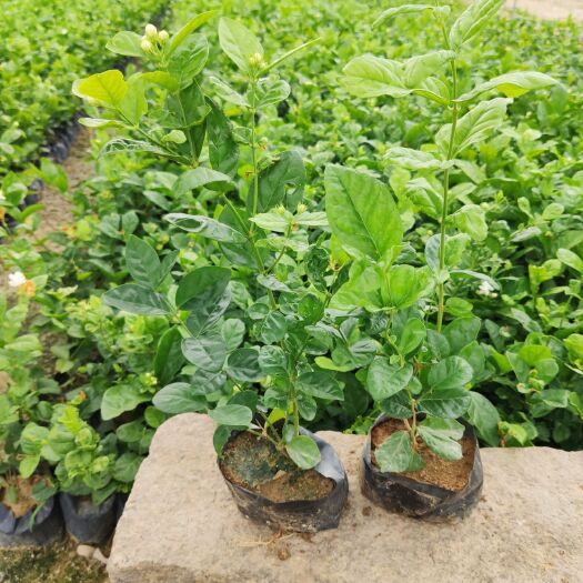 重瓣茉莉高35到45厘米190盆福建漳州苗木基地