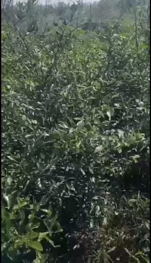 香橙苗 种子 1~1.5米 