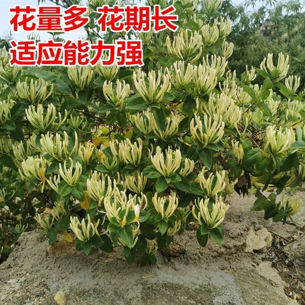 北花一号金银花苗 金银花苗北花一号，四季金银花，懒汉金银花金银花树苗，基地批发