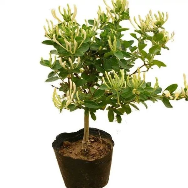 北花一号金银花苗 金银花苗北花一号，四季金银花，懒汉金银花金银花树苗，基地批发