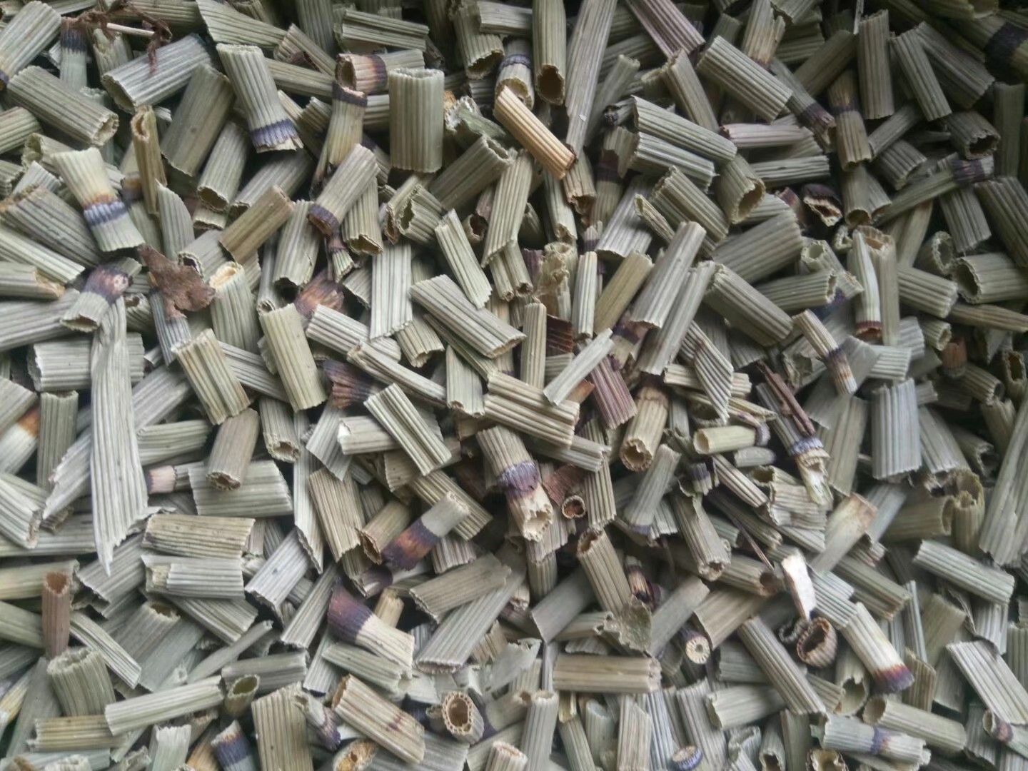 木贼草，图片实拍，无美颜无滤镜！此为统货价格