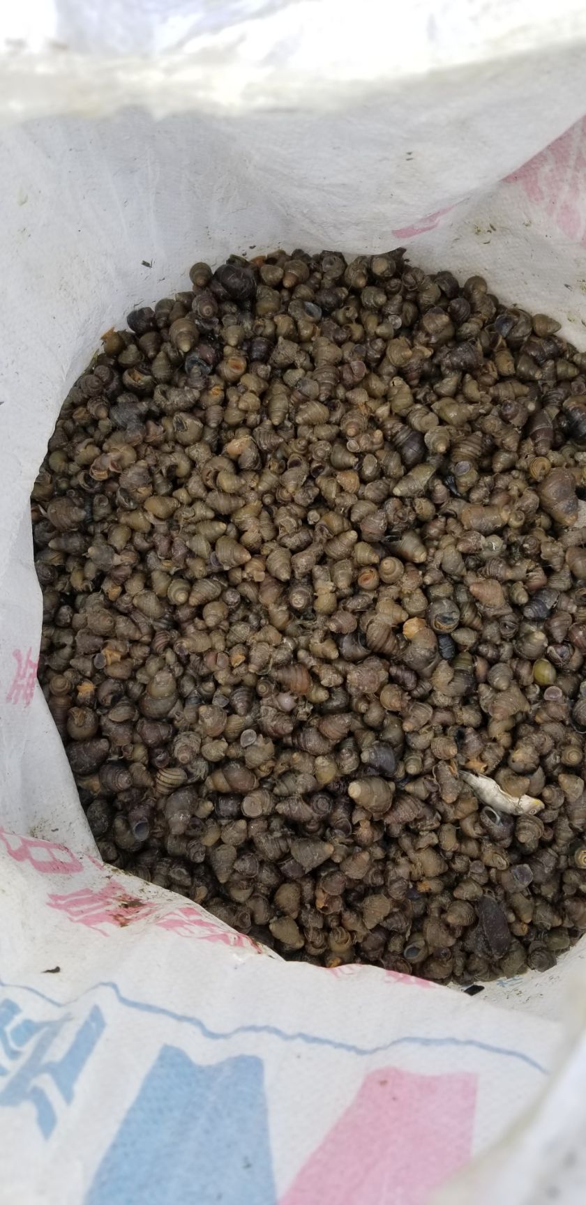 石螺  饲料螺 食用螺 质量保证 周边配送 长期稳定。