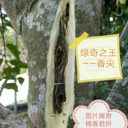 茂名奇楠沉香树  正品绿奇楠沉香 《香尖》品种是绿奇楠之王