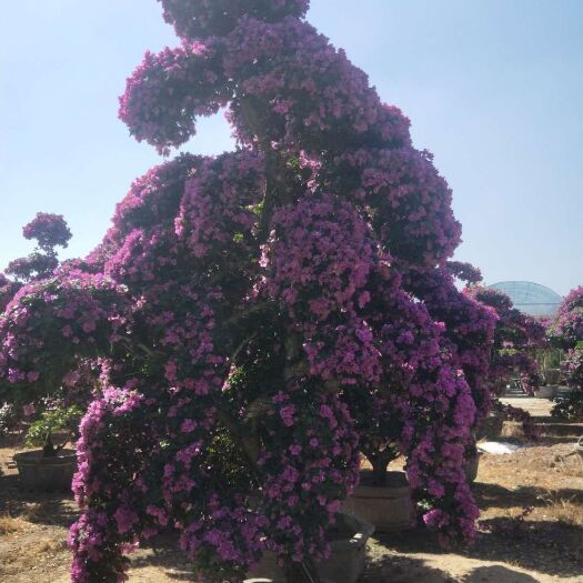 紫花三角梅 基地自产自销