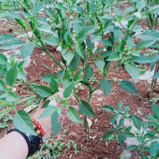 达州朝天椒  香辣型，口感很好，硬度好，好运输，量大从优！
