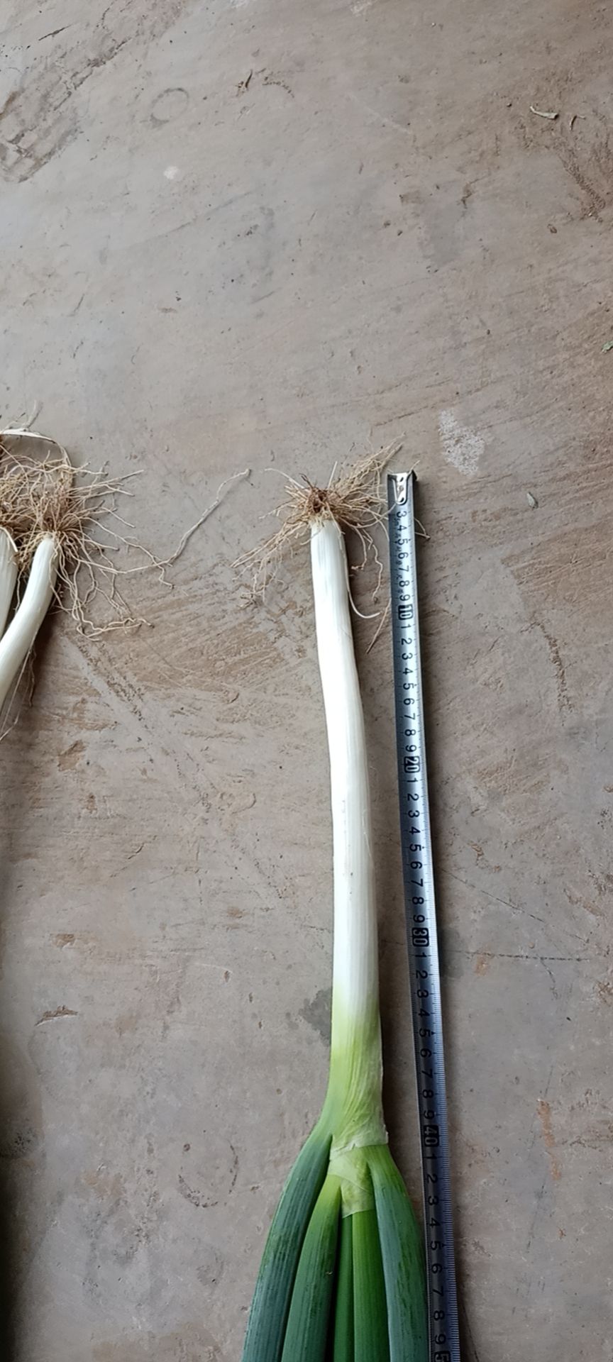 长白大葱  高长白，粗细各种规格皆有