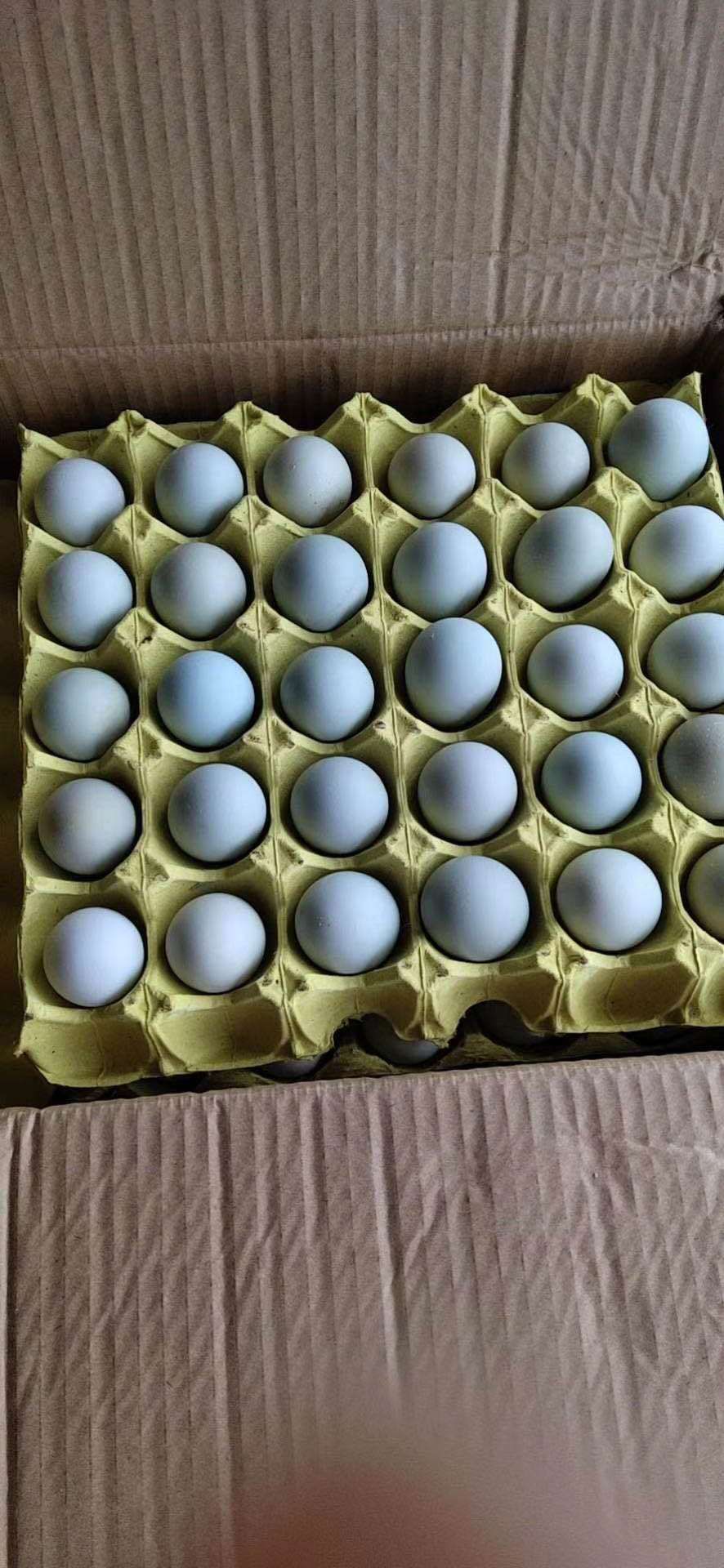武汉初生蛋  小绿壳蛋360个净25-29斤武汉发货480个一件