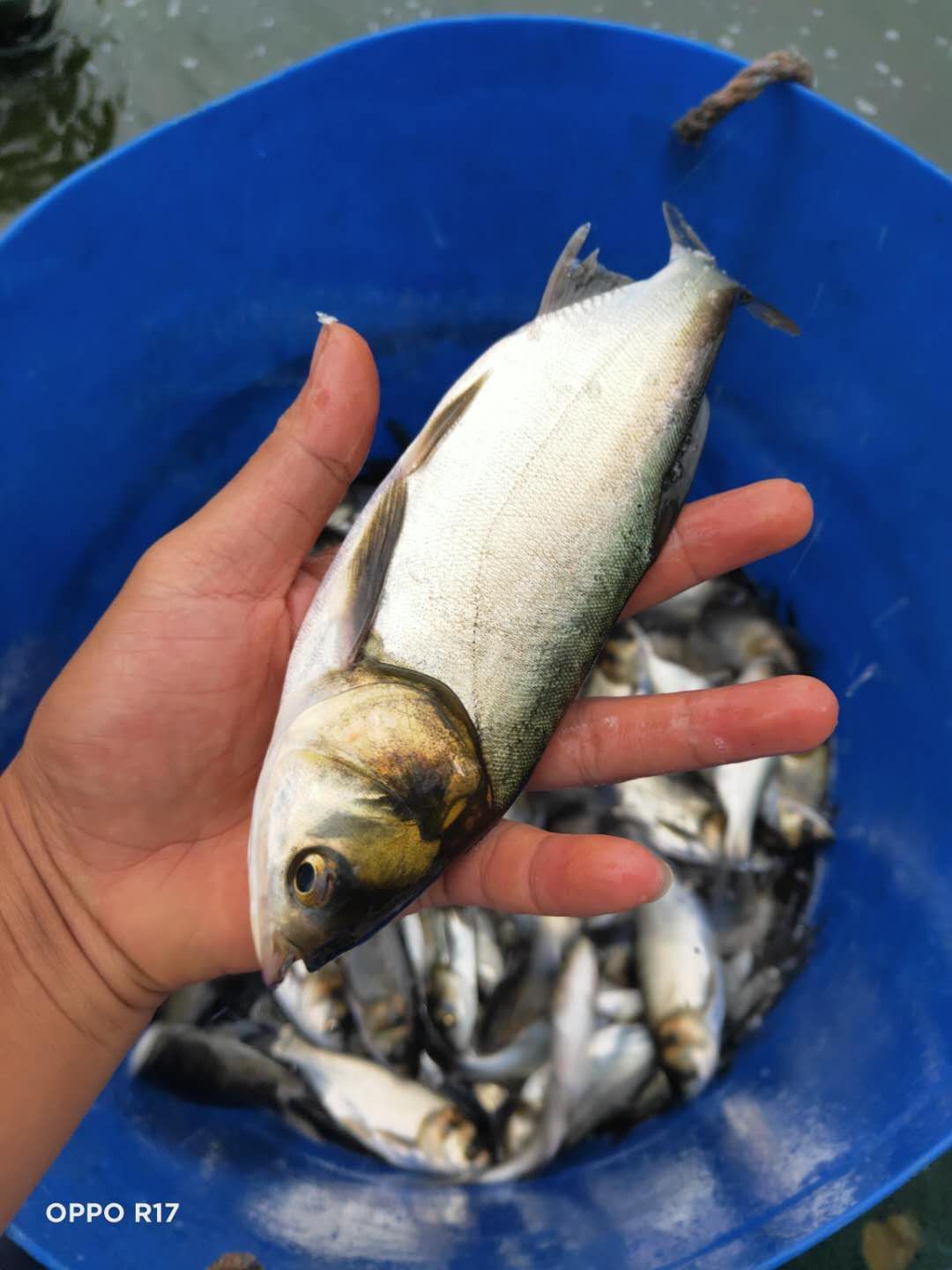  白鰱魚  場地直銷淡水良種白鰱魚苗！送貨到家