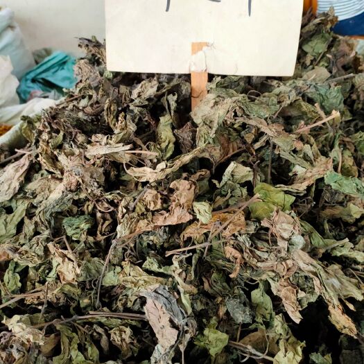  原生假蒌叶，青蒌叶，蛤篓，假蒟，菜香料
