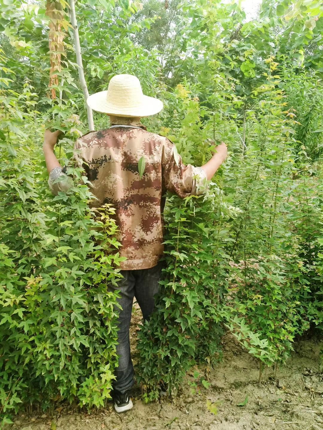 丛生紫薇 三角枫茶条槭各种紫槿小苗，红叶碧桃，红叶榆叶梅，各种紫薇