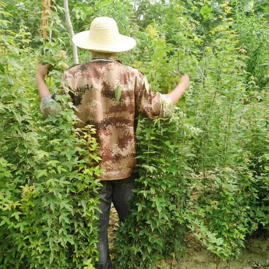 鄢陵县丛生紫薇 三角枫茶条槭各种紫槿小苗，红叶碧桃，红叶榆叶梅，各种紫薇