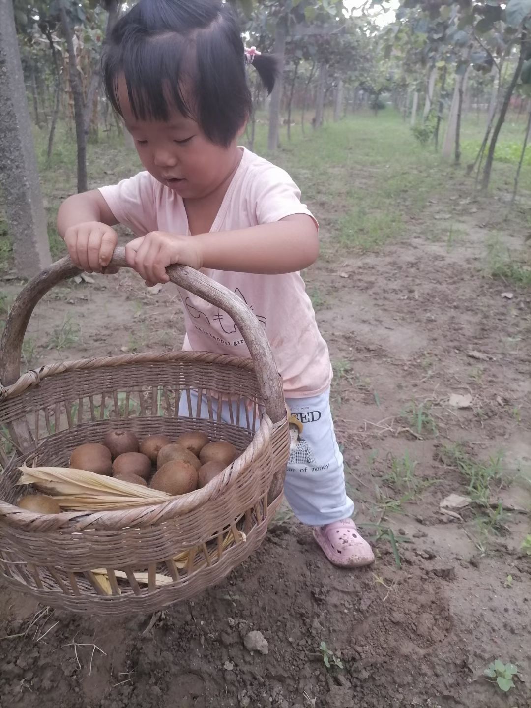 提供秦美、海沃德猕猴桃果园产地直供。周至猕猴桃种植基地发货