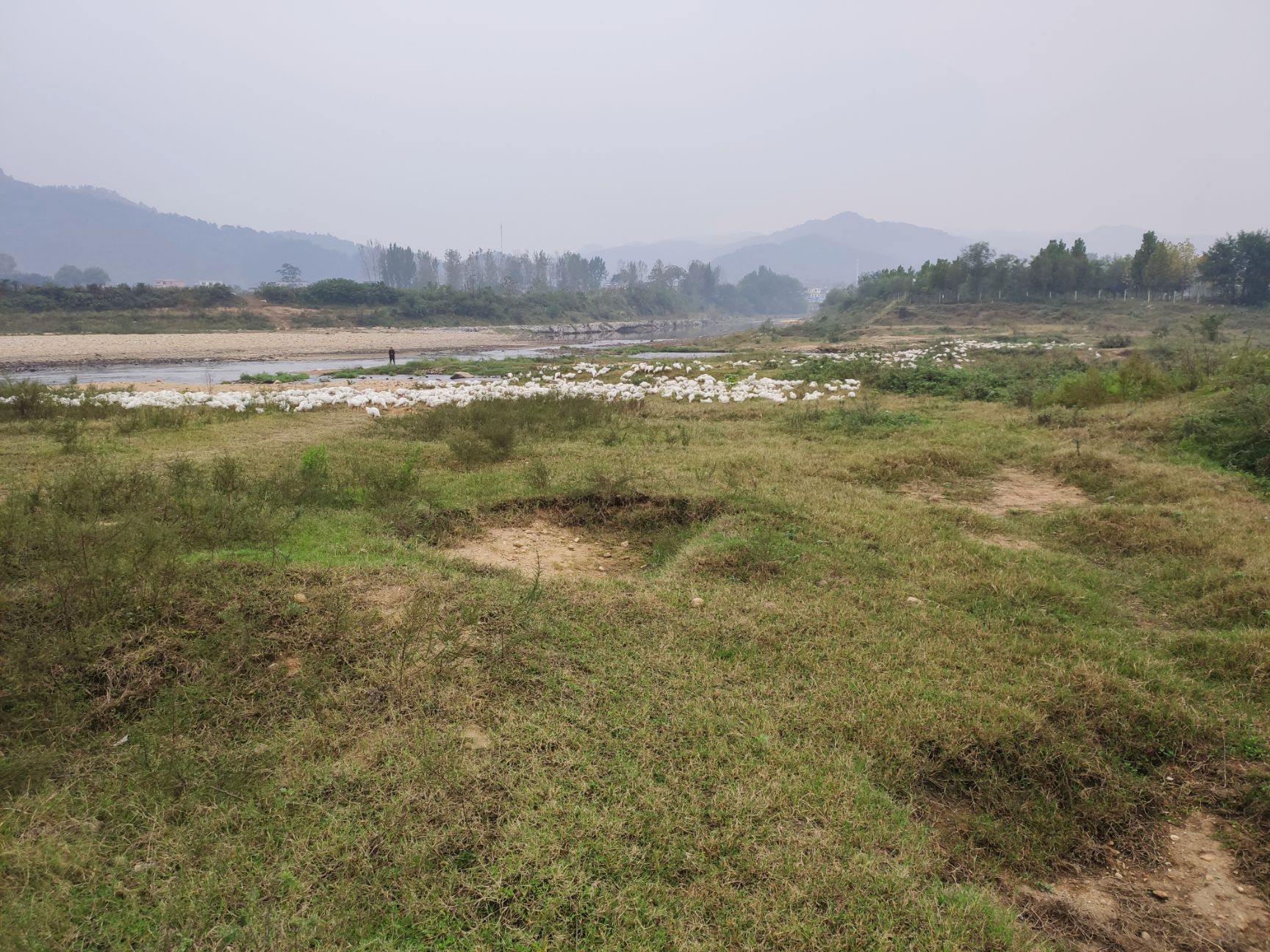 大白鹅 散养大鹅水鹅