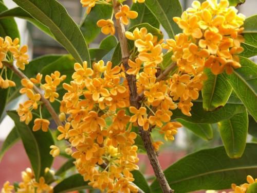 桂花树  浓香型桂花树 金桂 四季桂 朱砂桂 基地好货