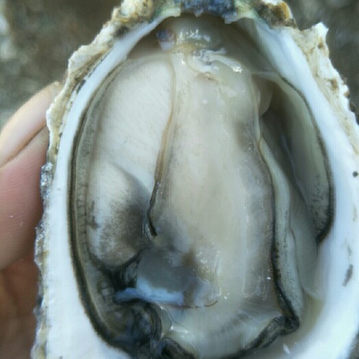 牡蛎  深海蚝，大，中，小蚝