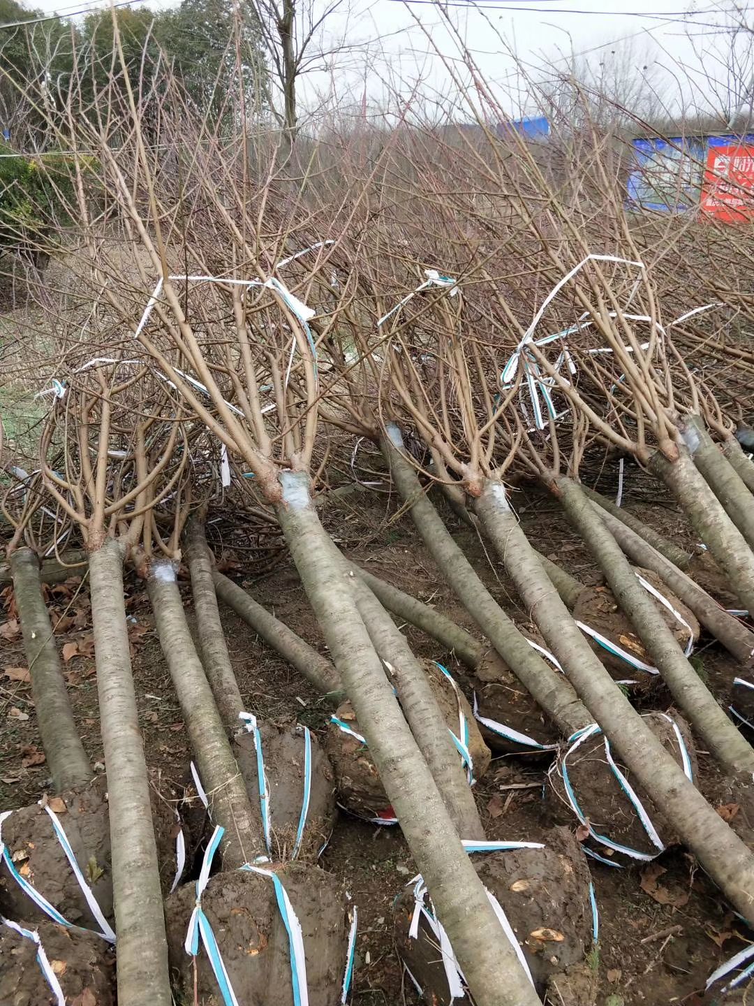 红叶碧桃，红花碧桃，青叶碧桃。