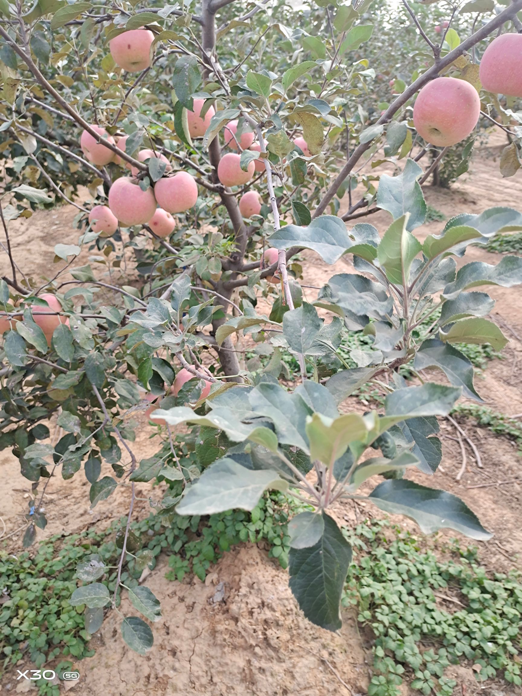 红富士苹果 自己种的苹果，