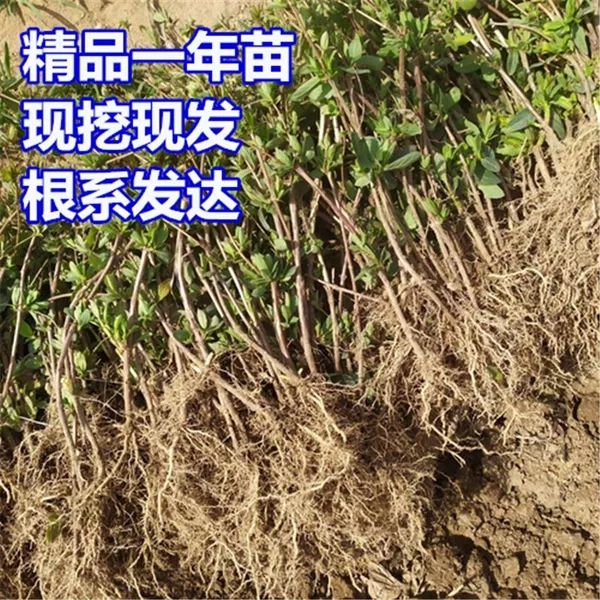 北花一号金银花苗 金银花苗北花一号，四季金银花，懒汉金银花金银花树苗，基地批发