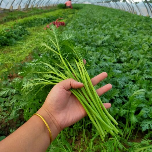 潍坊光杆茼蒿  茼蒿，大量处理2毛一斤