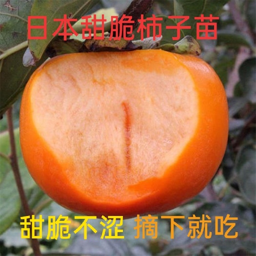 平邑县日本甜柿子苗 无核不暖甜脆不涩柿子苗 摘下就可吃