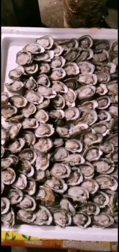 阳西县汫洲生蚝 海水 1-2两/只 鲜活水产 