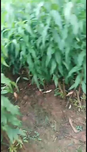 锦绣黄桃苗  锦绣黄桃、品种纯、根系发达、现挖现发