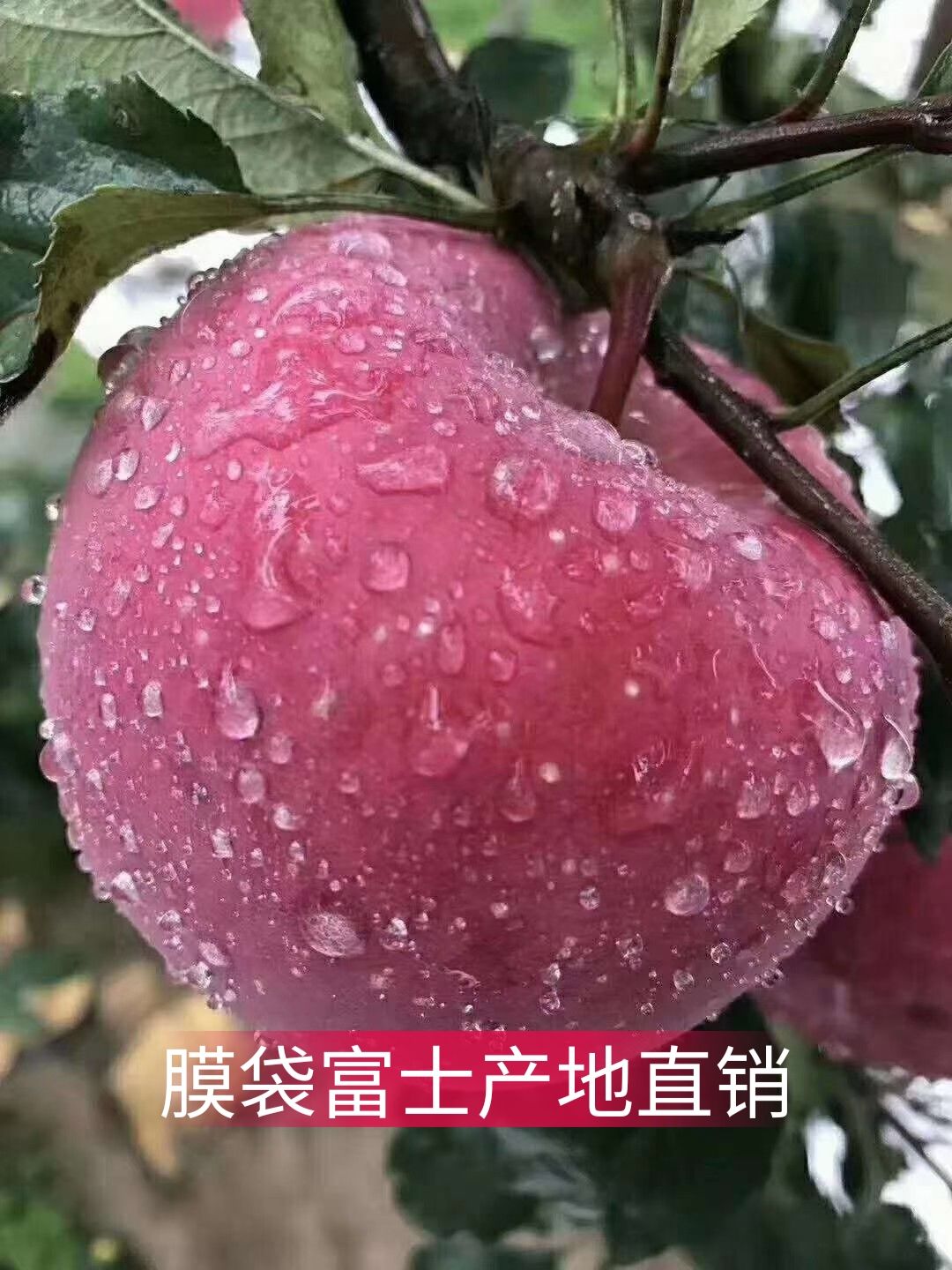 红星苹果  精品苹果山东产地直供规格齐全品质保证