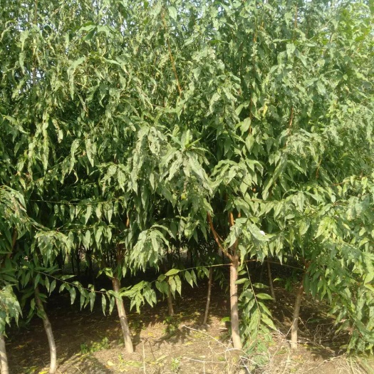 望都县绿叶碧桃