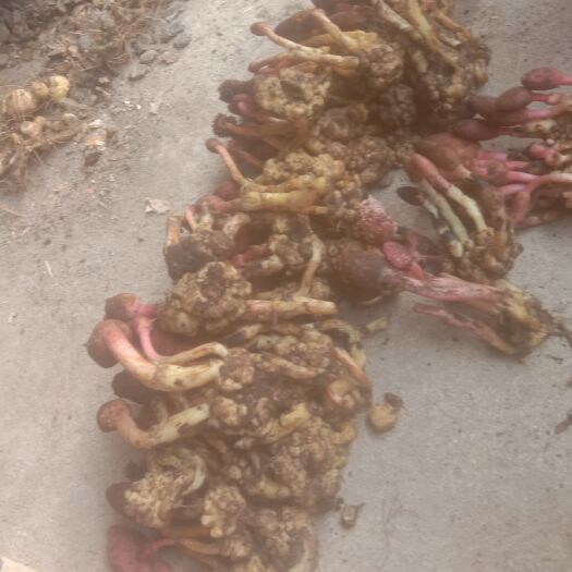阳新县莽草 回春草是男的强身体，等等