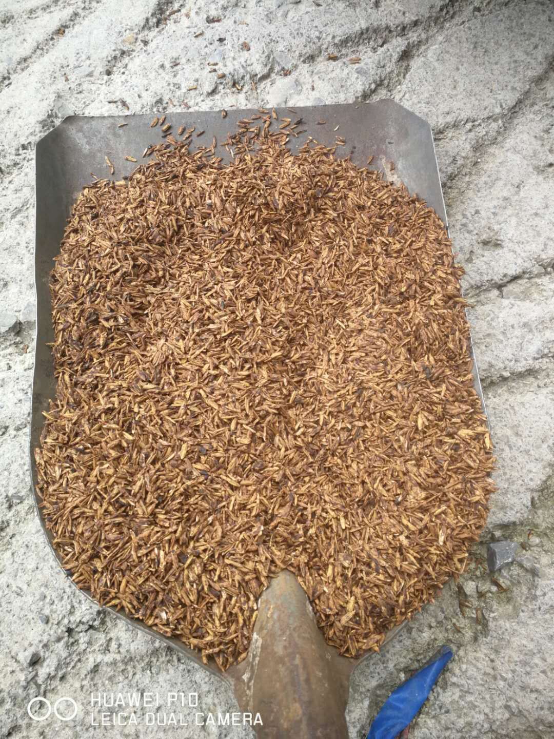 四川泸州浓香型烘干白酒糟，质优价廉！