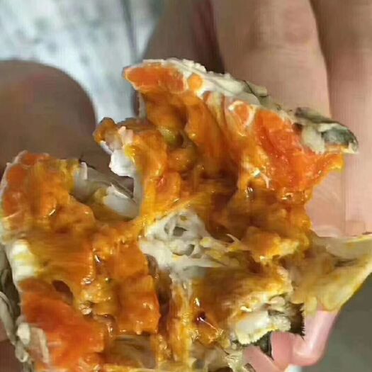 泗洪县稻田大闸蟹  大闸蟹