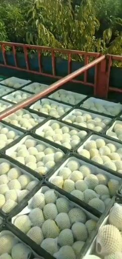 砀山县砀山酥梨 90mm以上 300-350g