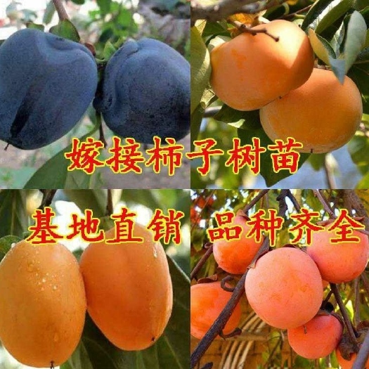 平邑县阳丰甜柿苗 柿子树苗