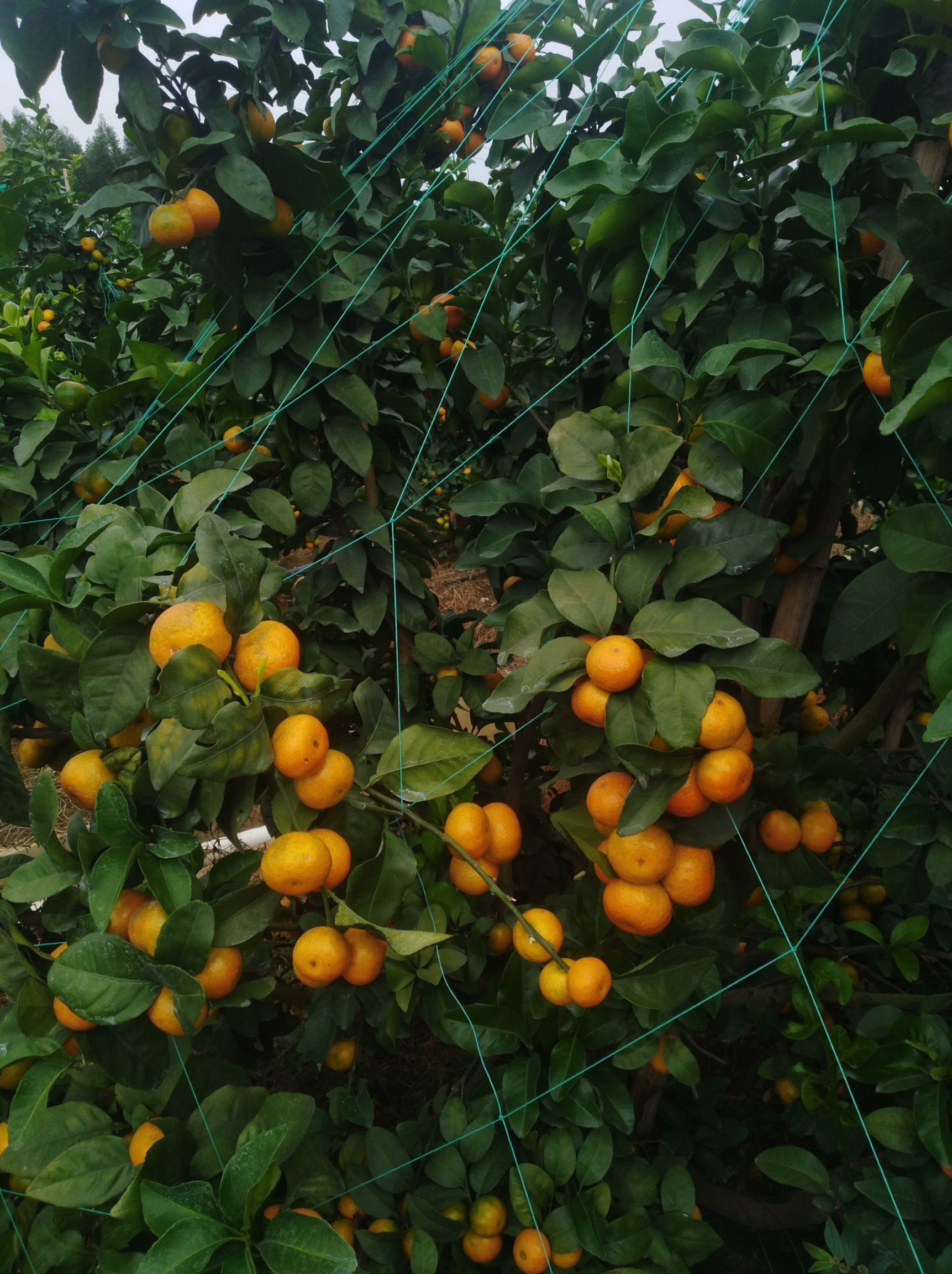 沙糖桔  大量武鸣本地金秋砂糖橘预定