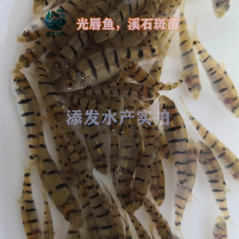 广州淡水石斑鱼苗  广东鱼苗场直销光唇鱼苗 溪石斑鱼苗，质量保证，价格优惠