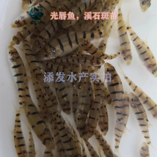 广州淡水石斑鱼苗  广东鱼苗场直销光唇鱼苗 溪石斑鱼苗，质量保证，价格优惠