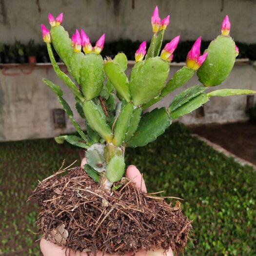 平邑县蟹爪兰荷兰红千手观音基地直销跑江湖热卖！现挖发货