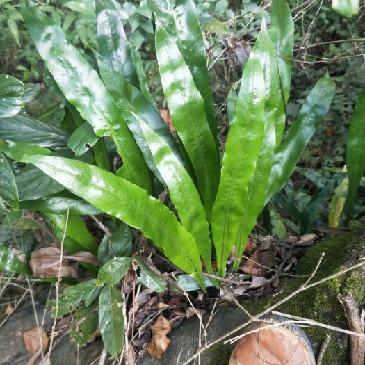 龙岩化石草 