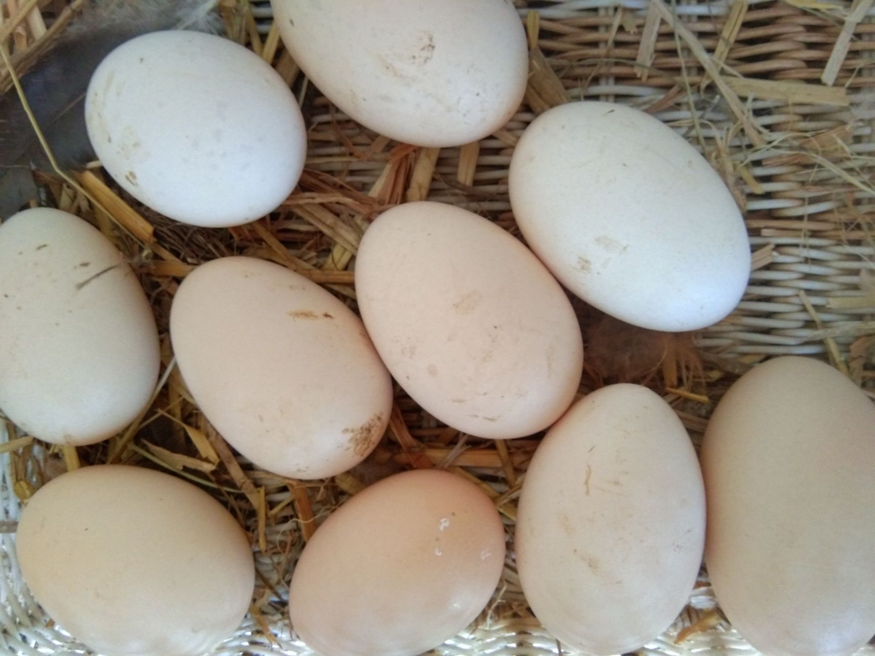 土鸡蛋  散养柴鸡蛋，吃出美味，吃出健康！你值得拥有！