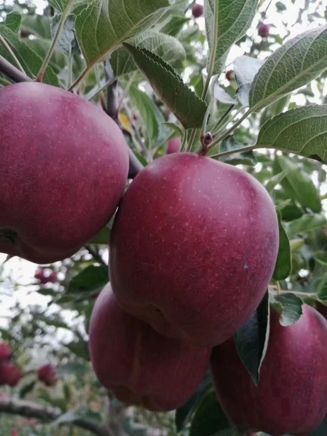 甘肃天水花牛苹果供应商，