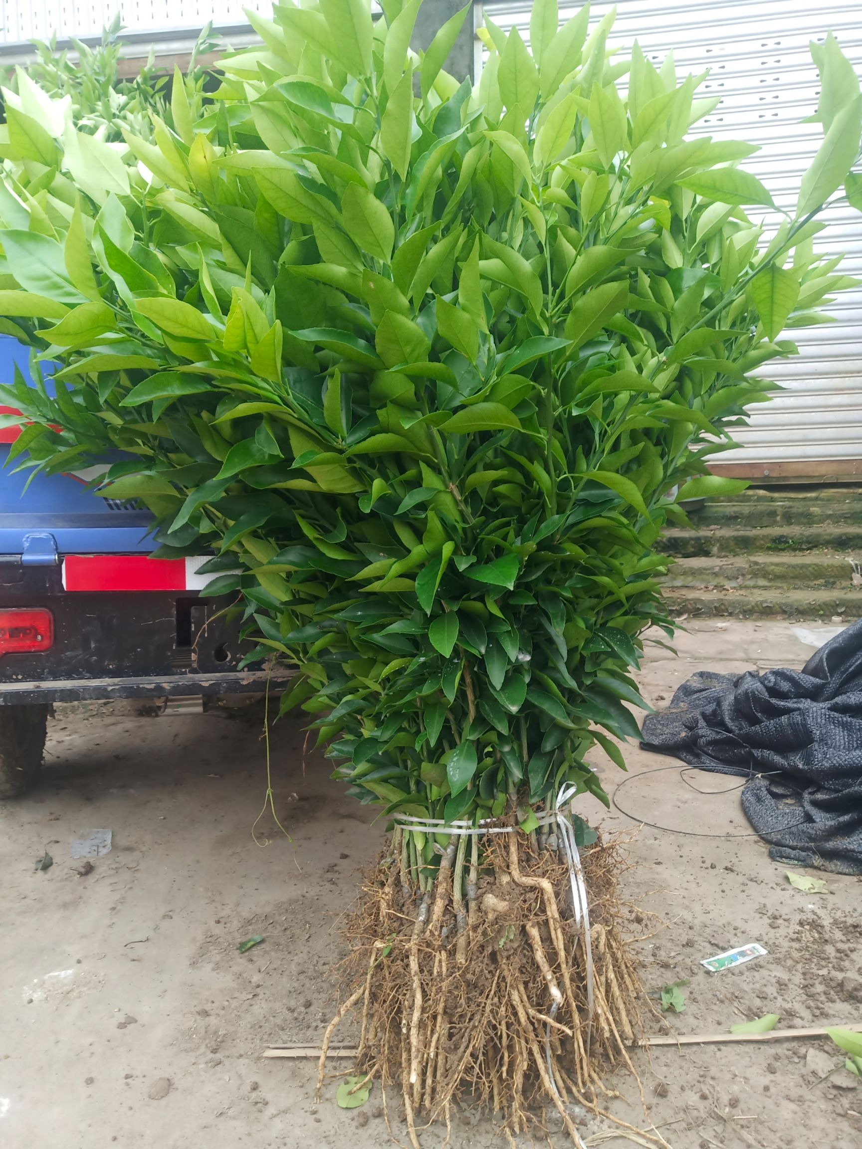 爱媛38号柑桔苗  爱媛苗 爱媛38柑橘苗 果冻橙 红美人