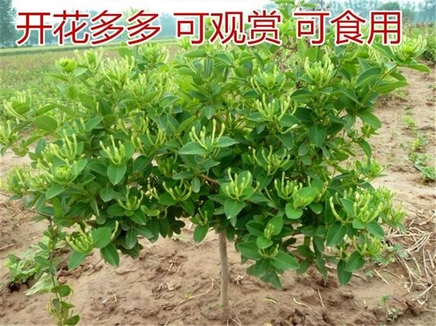 平邑县北花一号金银花苗  金银花树苗盆栽苗地种四季爬藤植物食用药用南方北方种植室内