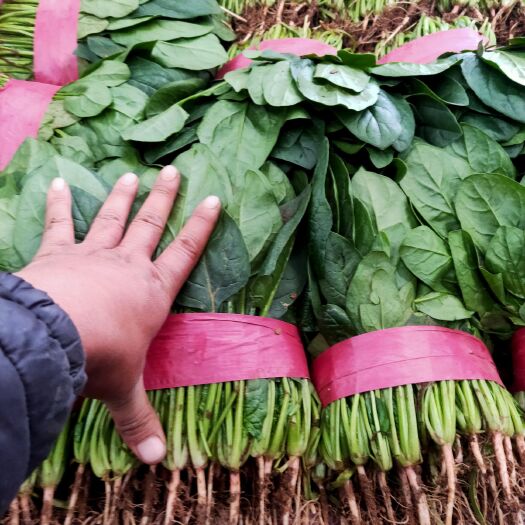 河北邯郸 大量菠菜上市  大叶菠菜 现货现发