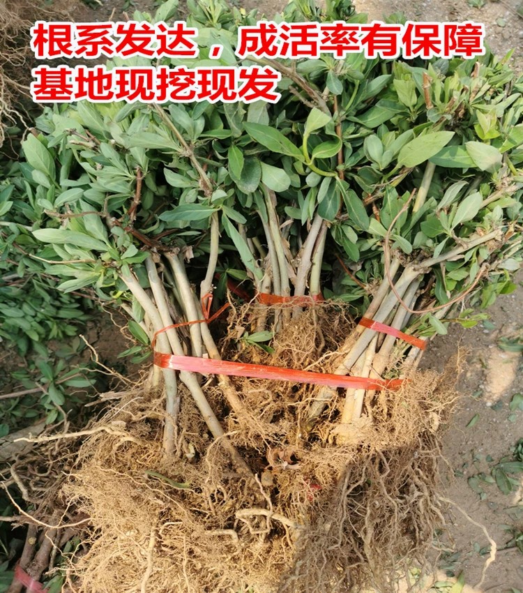 北花一号金银花苗 金银花苗北花一号，四季金银花，懒汉金银花金银花树苗，基地批发