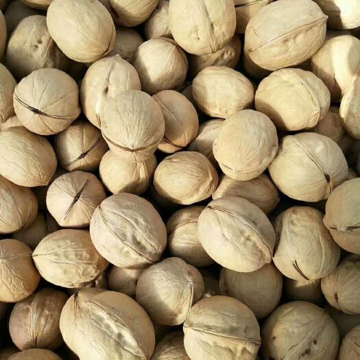 中牟县薄皮核桃  2022新货新疆33薄壳核桃产地直发，量大从优