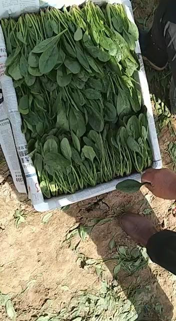 大叶菠菜  大量优质惠民菠菜，做工精细